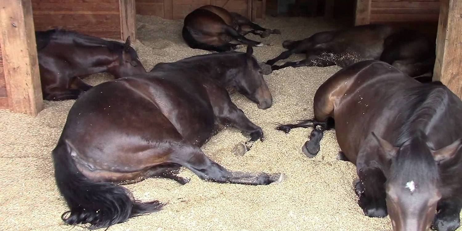 pellets-horse-bedding-sm